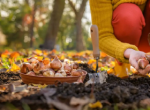 Person gardening mushrooms