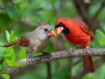 Two birds on a branch